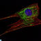 Kelch Like Family Member 11 antibody, LS-C812674, Lifespan Biosciences, Immunofluorescence image 