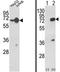 Heterogeneous Nuclear Ribonucleoprotein L antibody, AP18050PU-N, Origene, Western Blot image 