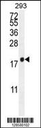 Pro-X-Gly Collagen Triple Helix Like Repeat Containing antibody, 55-306, ProSci, Western Blot image 