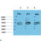 DnaJ Heat Shock Protein Family (Hsp40) Member B1 antibody, LS-C813212, Lifespan Biosciences, Western Blot image 