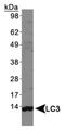 Microtubule Associated Protein 1 Light Chain 3 Alpha antibody, PA5-22990, Invitrogen Antibodies, Western Blot image 