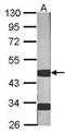 Serpin Family E Member 1 antibody, PA5-27216, Invitrogen Antibodies, Western Blot image 