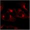  antibody, orb10755, Biorbyt, Immunofluorescence image 