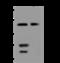 VPS50 Subunit Of EARP/GARPII Complex antibody, 201662-T44, Sino Biological, Western Blot image 