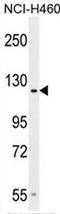 Adhesion G Protein-Coupled Receptor D2 antibody, AP51919PU-N, Origene, Western Blot image 