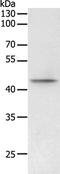 PHD Finger Protein 6 antibody, PA5-50257, Invitrogen Antibodies, Western Blot image 