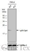 p21 antibody, GTX629627, GeneTex, Western Blot image 