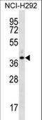 Olfactory Receptor Family 5 Subfamily I Member 1 antibody, LS-C163235, Lifespan Biosciences, Western Blot image 