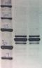 Heterogeneous Nuclear Ribonucleoprotein L antibody, NB120-6106, Novus Biologicals, Western Blot image 