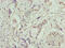 Transmembrane Protein 53 antibody, CSB-PA023853LA01HU, Cusabio, Immunohistochemistry frozen image 