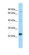 Mediator Complex Subunit 20 antibody, orb326572, Biorbyt, Western Blot image 