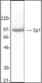 Sp1 Transcription Factor antibody, orb87502, Biorbyt, Western Blot image 