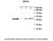 Glutamate Ionotropic Receptor Kainate Type Subunit 2 antibody, PA5-41081, Invitrogen Antibodies, Western Blot image 