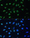 Heterogeneous Nuclear Ribonucleoprotein D antibody, 16-177, ProSci, Immunofluorescence image 