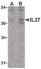 Interleukin 27 antibody, PA5-20240, Invitrogen Antibodies, Western Blot image 