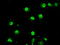 Tribbles Pseudokinase 2 antibody, LS-C114609, Lifespan Biosciences, Immunofluorescence image 