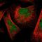 Hydroxylysine Kinase antibody, NBP1-81299, Novus Biologicals, Immunofluorescence image 