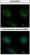 Creatine Kinase, Mitochondrial 2 antibody, GTX107547, GeneTex, Immunofluorescence image 