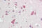 Bromodomain PHD Finger Transcription Factor antibody, MBS249006, MyBioSource, Immunohistochemistry frozen image 