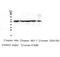 Chaperonin Containing TCP1 Subunit 3 antibody, M05920, Boster Biological Technology, Western Blot image 