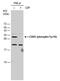 Cell Division Cycle 25C antibody, PA5-77909, Invitrogen Antibodies, Western Blot image 