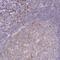 Zinc Finger And BTB Domain Containing 6 antibody, NBP2-49116, Novus Biologicals, Immunohistochemistry frozen image 