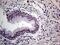 THO Complex 3 antibody, MA5-27131, Invitrogen Antibodies, Immunohistochemistry frozen image 