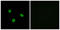 Somatostatin Receptor 1 antibody, LS-C120951, Lifespan Biosciences, Immunofluorescence image 