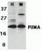 BCL2 Binding Component 3 antibody, MBS151208, MyBioSource, Western Blot image 