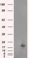 Nucleoside diphosphate kinase, mitochondrial antibody, TA501117, Origene, Western Blot image 