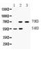 Interferon Regulatory Factor 7 antibody, PA5-79519, Invitrogen Antibodies, Western Blot image 