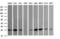 Vesicle Transport Through Interaction With T-SNAREs 1A antibody, LS-C797662, Lifespan Biosciences, Western Blot image 