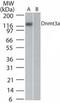 DNA Methyltransferase 3 Alpha antibody, MA1-41013, Invitrogen Antibodies, Western Blot image 