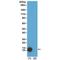 Histone Cluster 4 H4 antibody, GTX60905, GeneTex, Western Blot image 