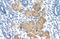 Deleted In Azoospermia 4 antibody, NBP1-57481, Novus Biologicals, Immunohistochemistry frozen image 