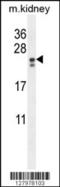 Phosphatidylinositol Glycan Anchor Biosynthesis Class X antibody, 55-238, ProSci, Western Blot image 