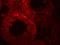 ADAM Metallopeptidase Domain 29 antibody, PA5-72863, Invitrogen Antibodies, Immunofluorescence image 