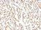 NK2 Homeobox 1 antibody, NBP2-48103, Novus Biologicals, Immunohistochemistry paraffin image 