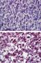 Catalase antibody, PA5-23246, Invitrogen Antibodies, Immunohistochemistry paraffin image 