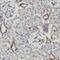 Tektin 4 antibody, FNab08589, FineTest, Immunohistochemistry frozen image 