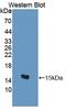 BMP And Activin Membrane Bound Inhibitor antibody, LS-C719355, Lifespan Biosciences, Western Blot image 