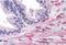 Engulfment and cell motility protein 2 antibody, NB100-879, Novus Biologicals, Immunohistochemistry frozen image 
