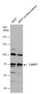 La Ribonucleoprotein Domain Family Member 7 antibody, GTX131082, GeneTex, Western Blot image 