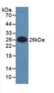 Insulin Like Growth Factor Binding Protein 5 antibody, LS-C292455, Lifespan Biosciences, Western Blot image 