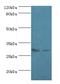 Apolipoprotein A1 antibody, MBS1490491, MyBioSource, Western Blot image 