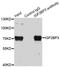 Insulin Like Growth Factor 2 MRNA Binding Protein 3 antibody, LS-C746854, Lifespan Biosciences, Immunoprecipitation image 