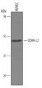 CD99 Molecule Like 2 antibody, AF5185, R&D Systems, Western Blot image 