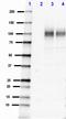 beta-Amyloid, 1-16 antibody, 805707, BioLegend, Western Blot image 