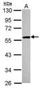 FAS-associated factor 2 antibody, PA5-30463, Invitrogen Antibodies, Western Blot image 