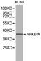NFKB Inhibitor Alpha antibody, LS-C192447, Lifespan Biosciences, Western Blot image 
